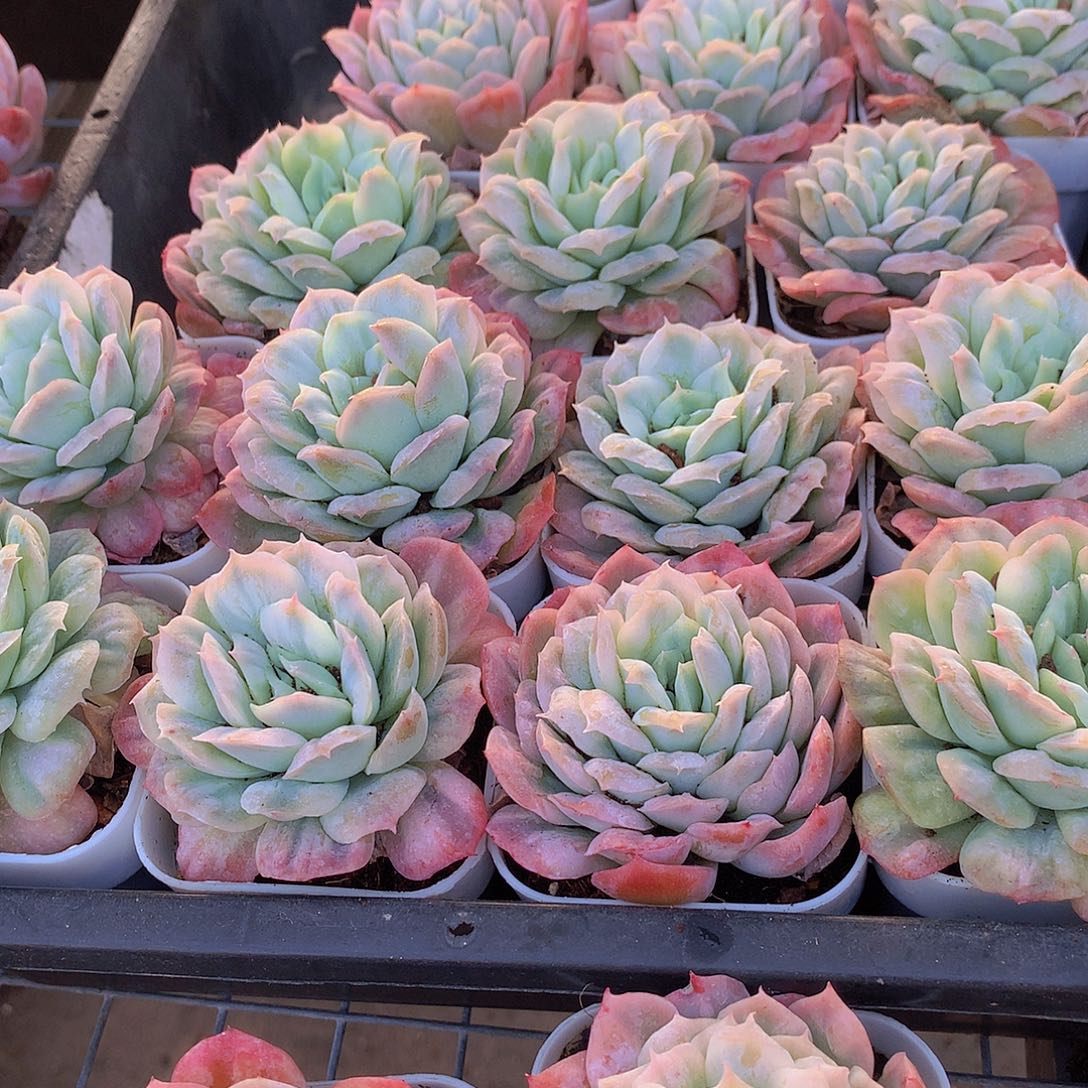 大号泡泡纱裙45678990000