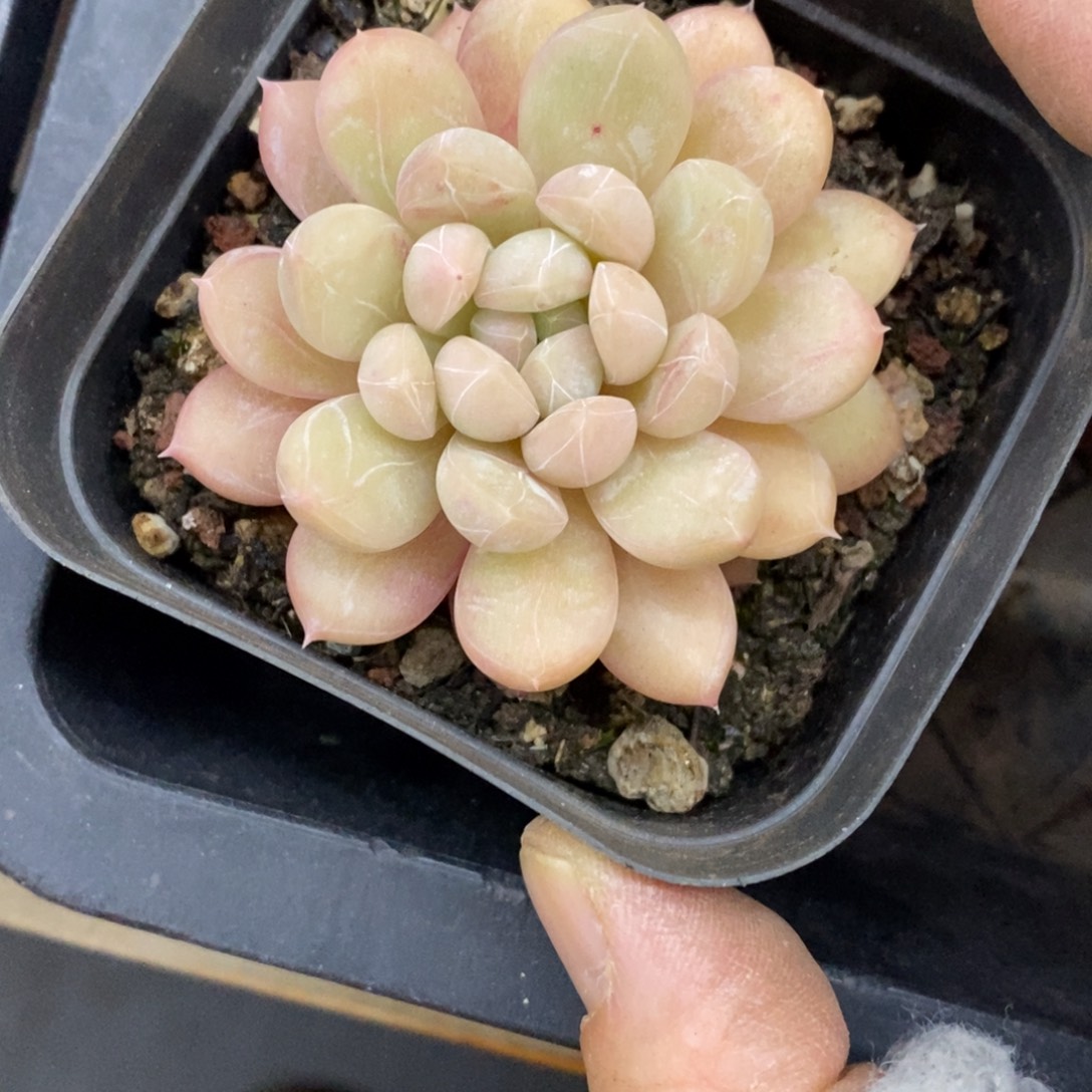 精品多肉一物一拍不包整123