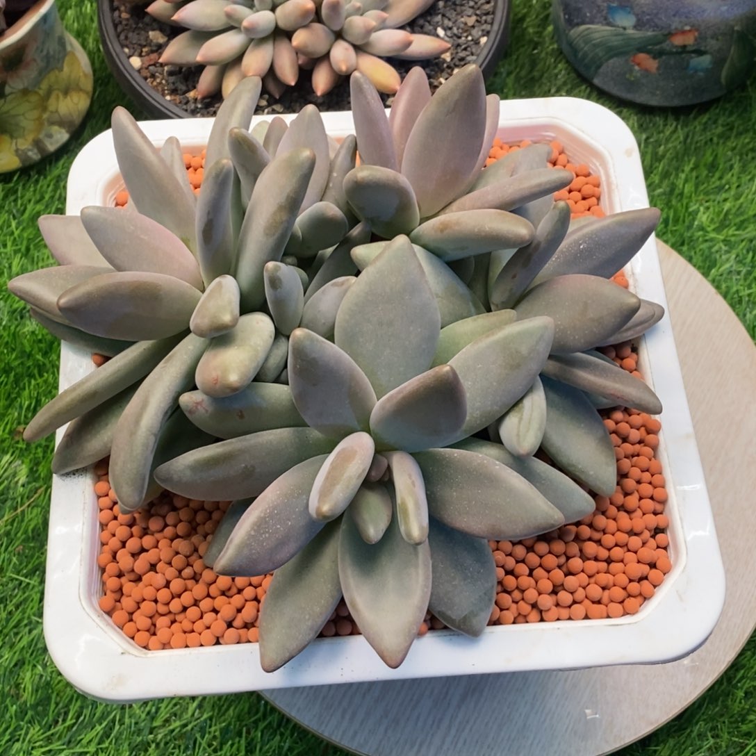 综合链接企鹅大群