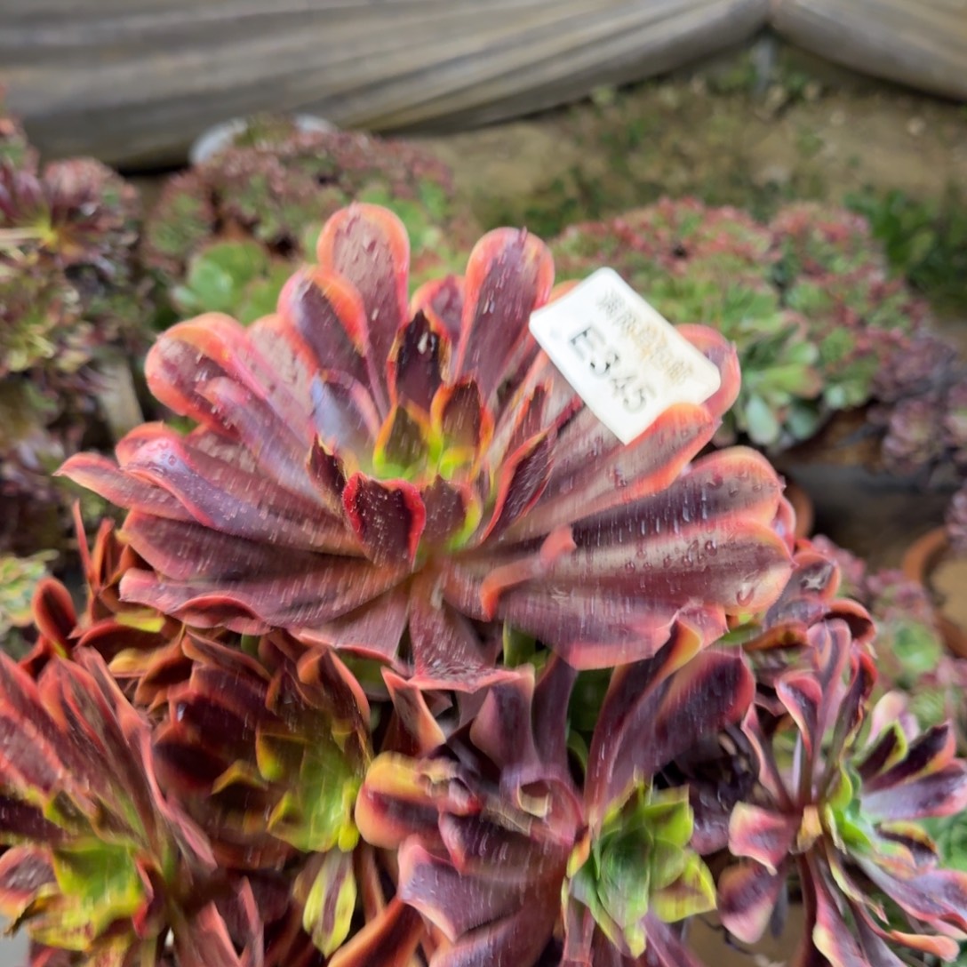 345欧嘉莉法师多肉