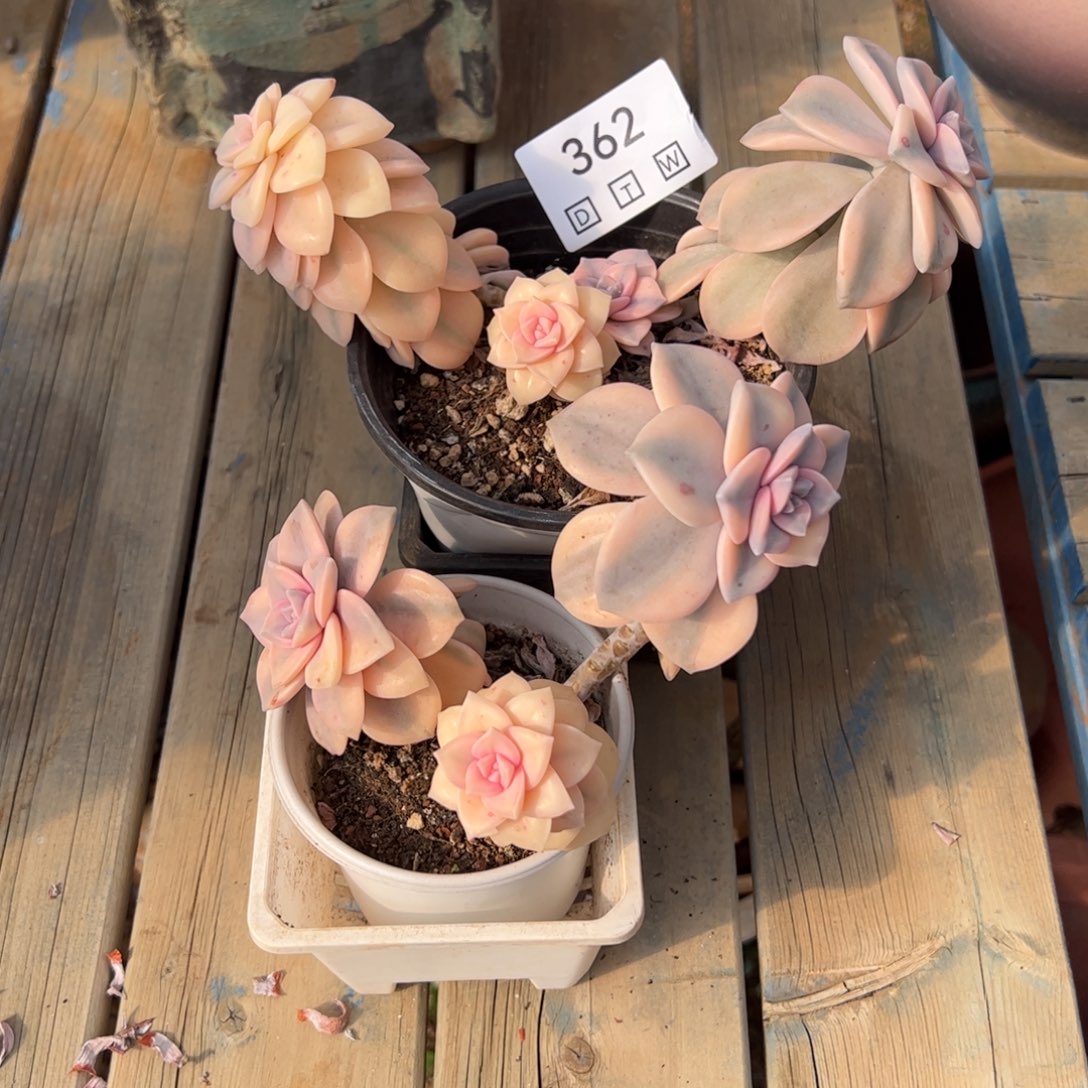 362多肉植物纤维维生素