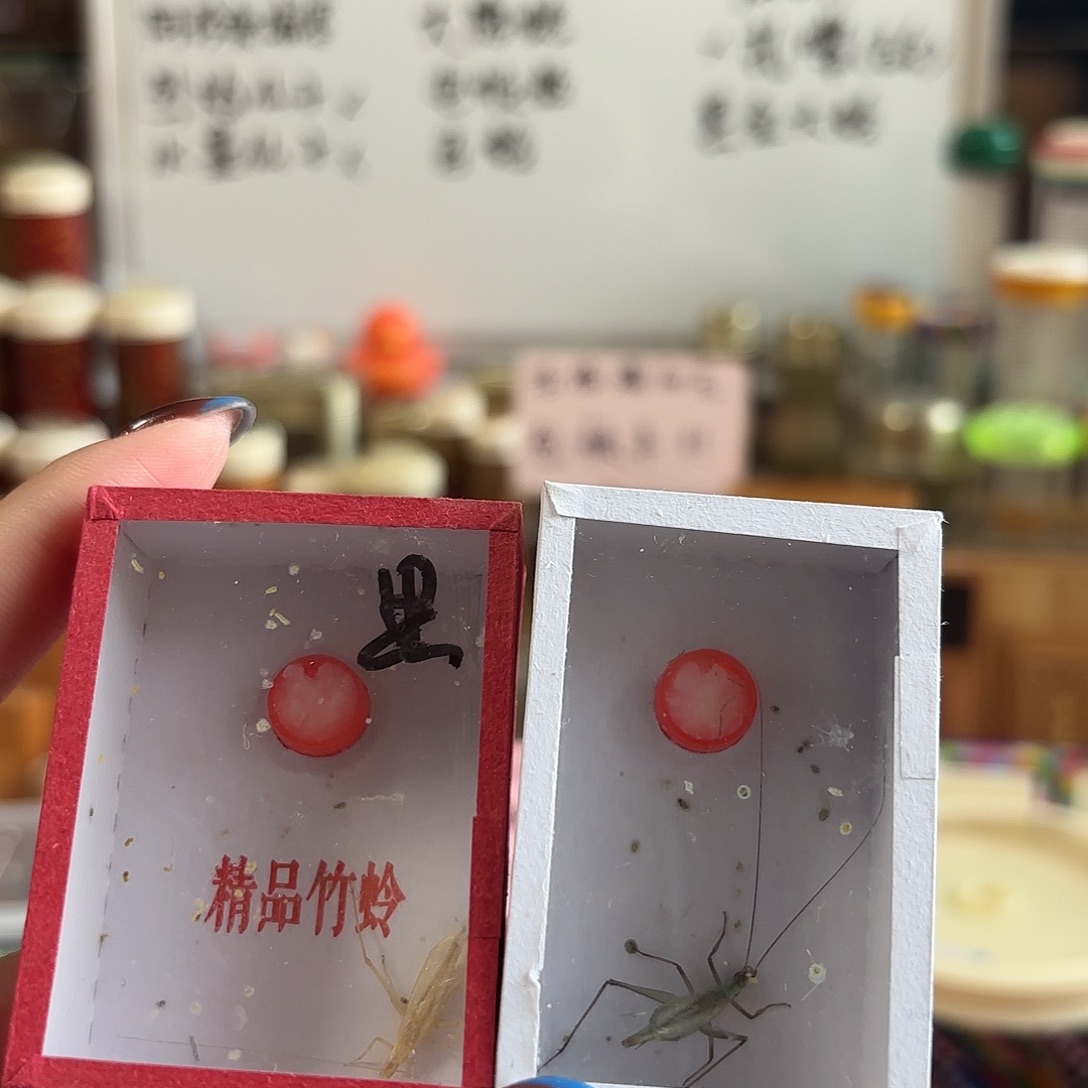 紫竹黑金不包断须尾