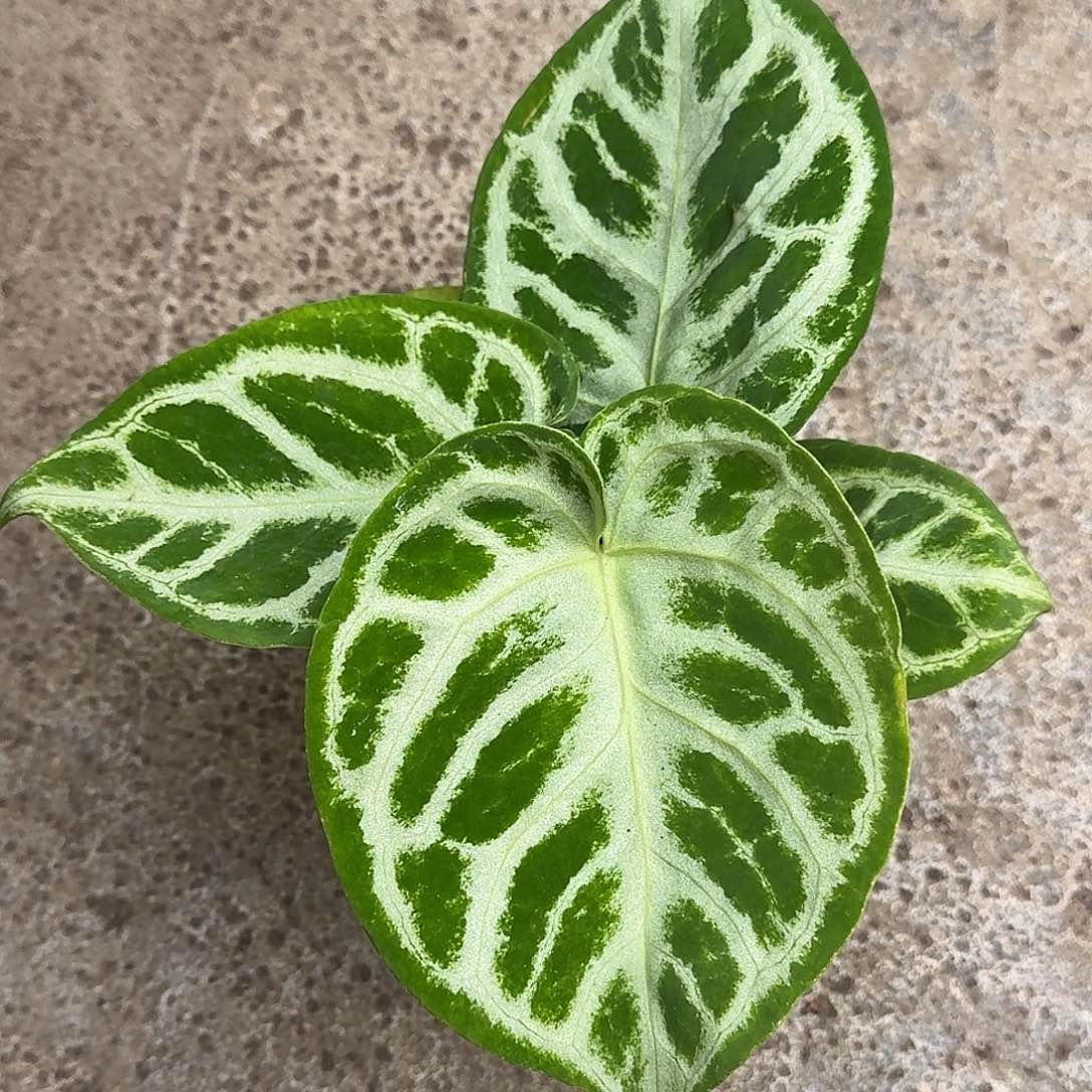 完全开放Z129 叶损清货福利铜锣烧