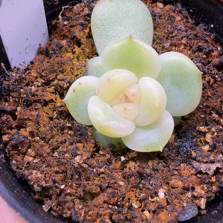 340水蜜桃甜心五公分盆口
