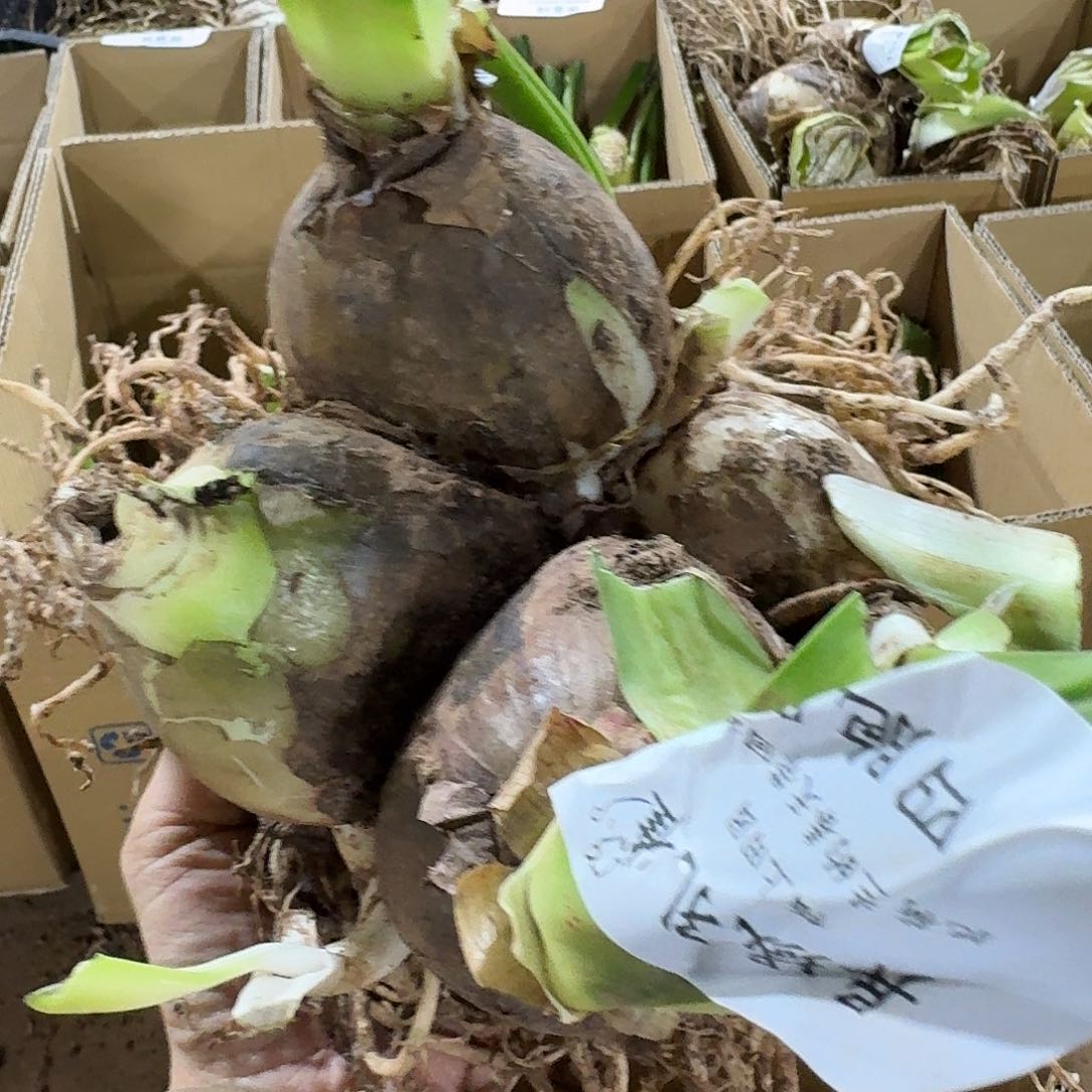 异域孔雀4包胎开花球