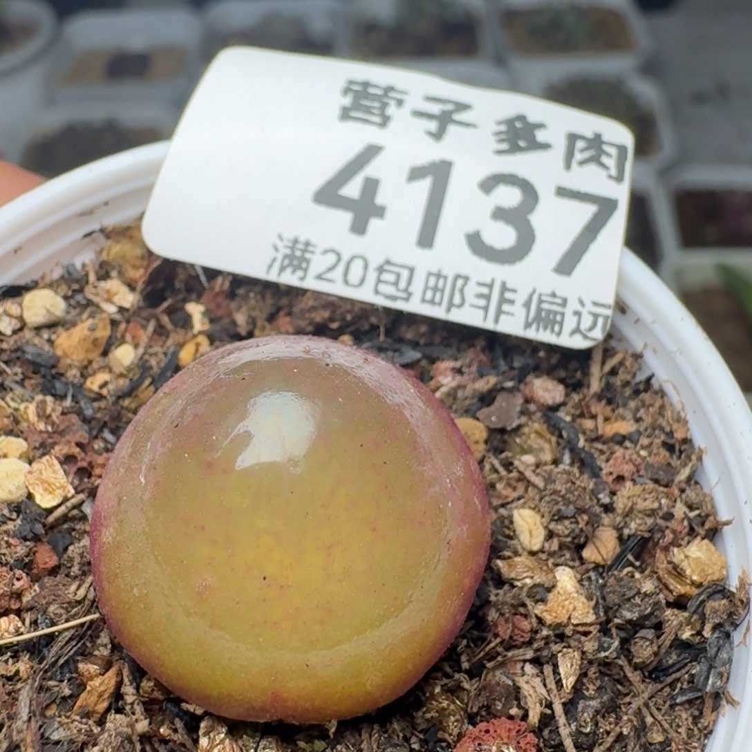 灯泡2.0带盆土。              