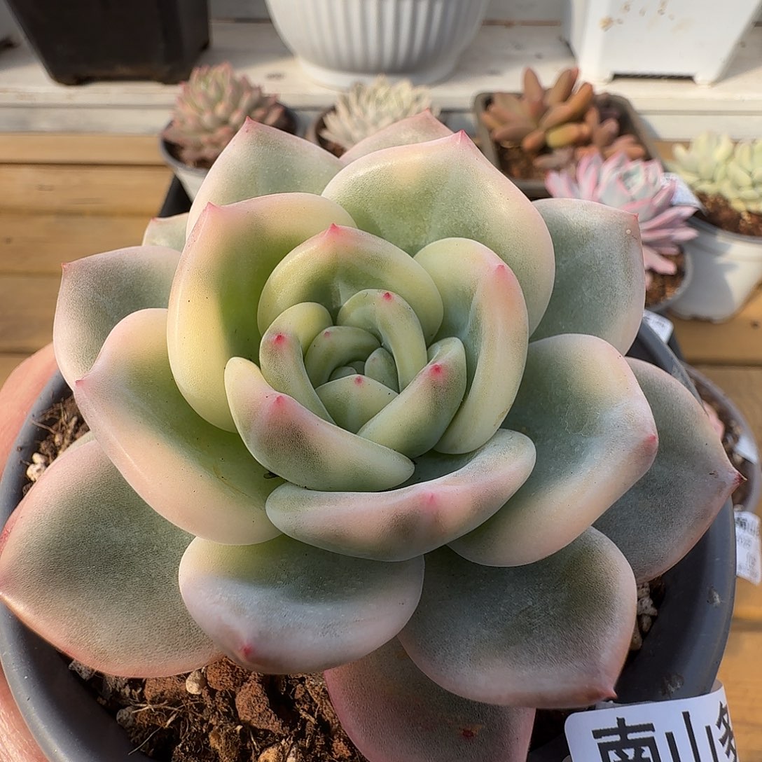 伊丽莎白锦111214-115