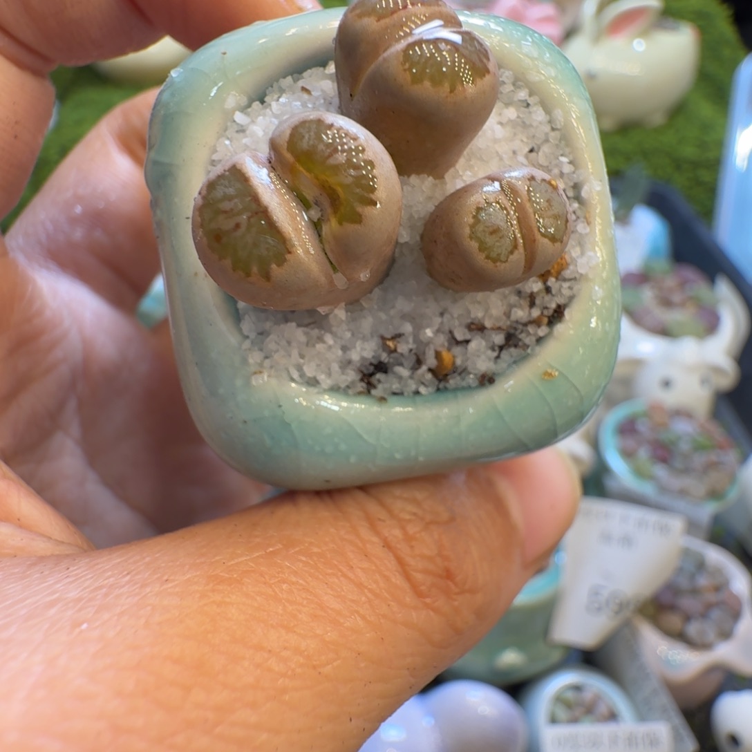 多肉植物福利冲558