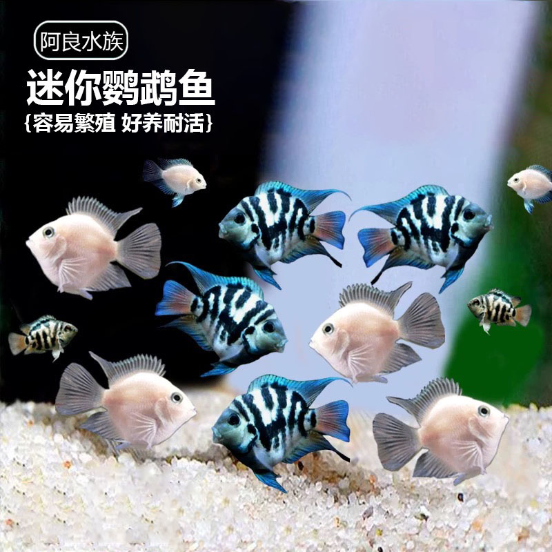 迷你鹦鹉鱼自然配对繁殖组皮实耐养白金宝蓝活养鱼小型饲养