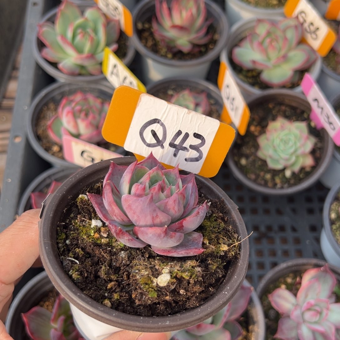 @****aQ43惊鸿单头多肉