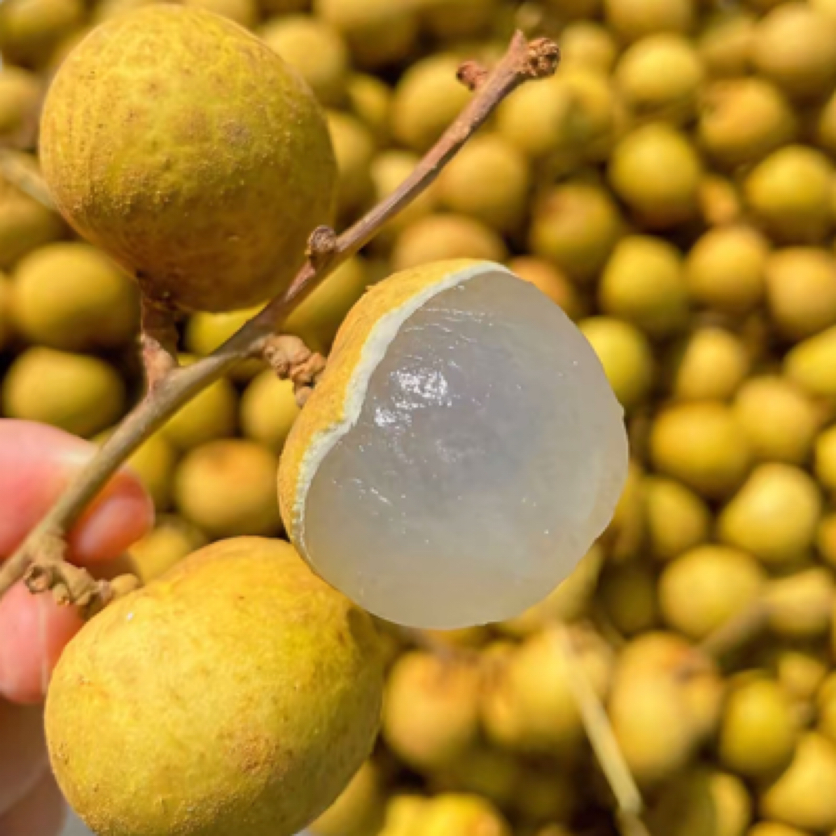 泰国龙眼枝条果毛重约2斤