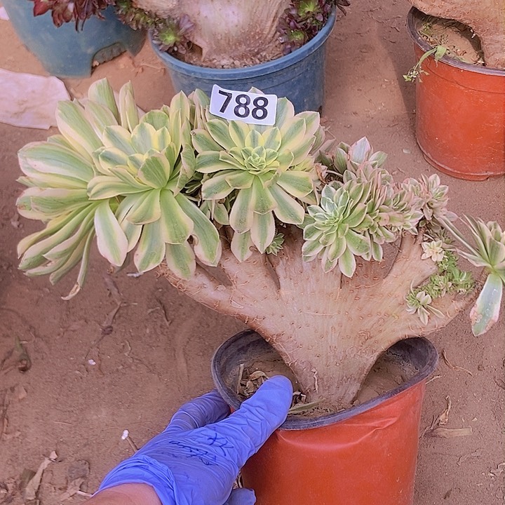 788颜宁老庄缀化老板子法师缀