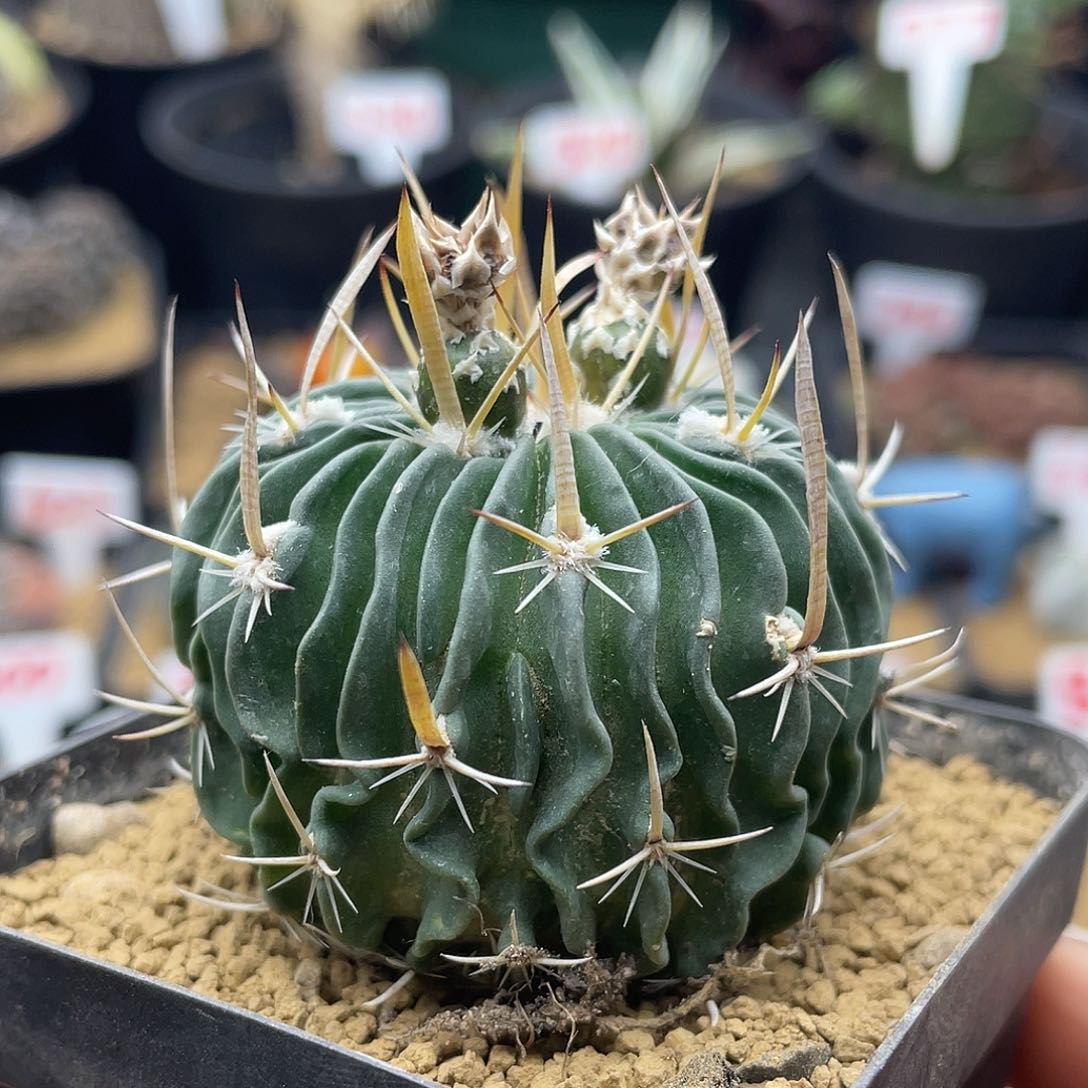 实生喷泉刺振武玉仙人球多肉