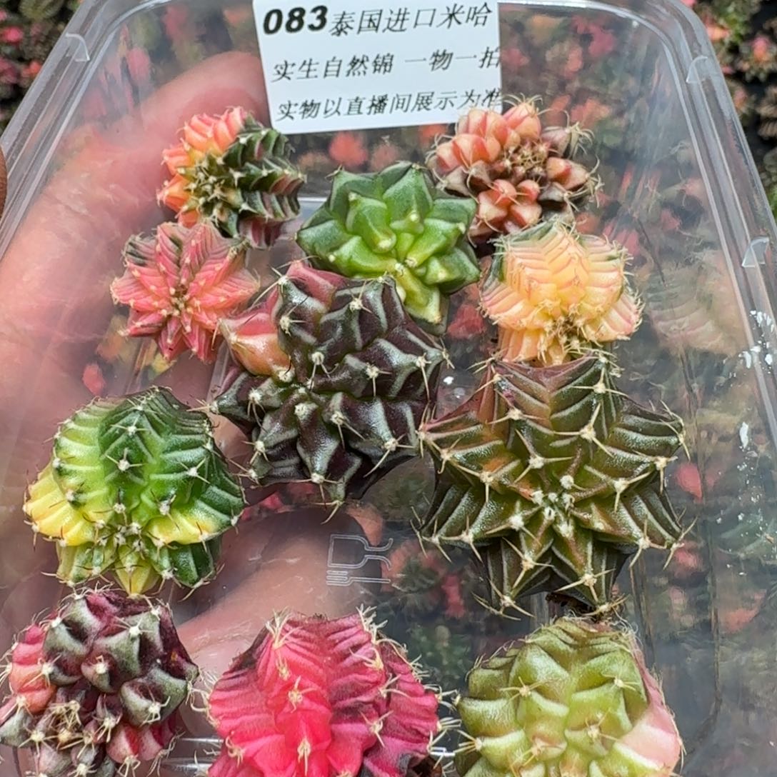 私***欲米哈实生自然锦泰国进口83