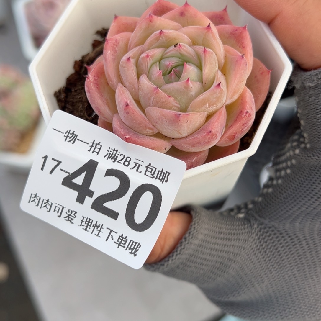 孤星多肉多肉多肉多