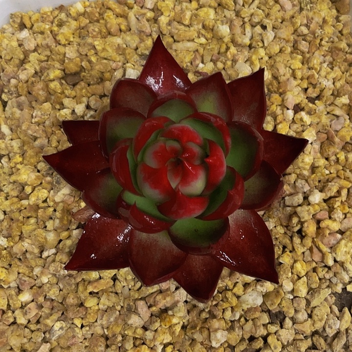 包子一物一拍哦哦哦哦