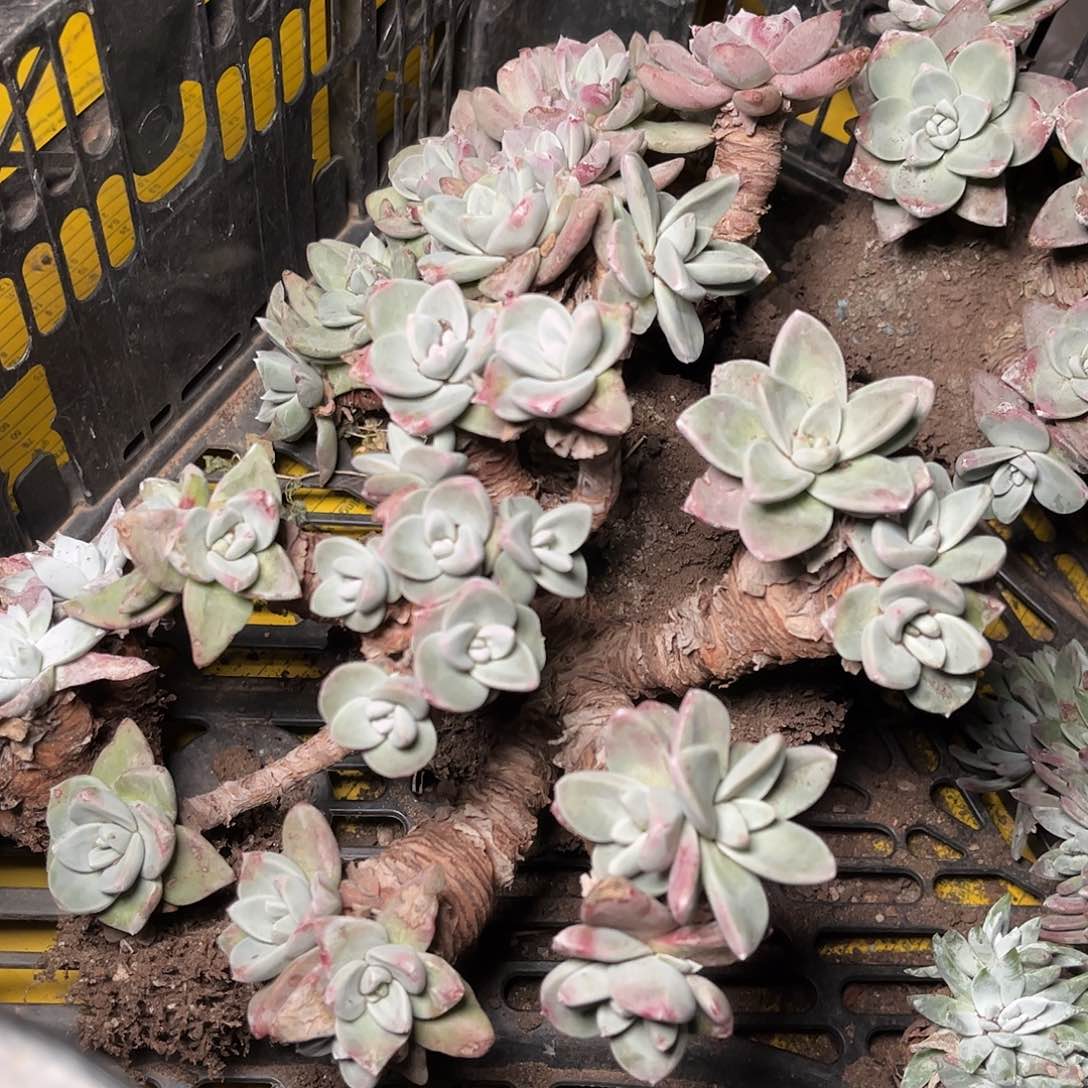 8438泡芙原产地多肉