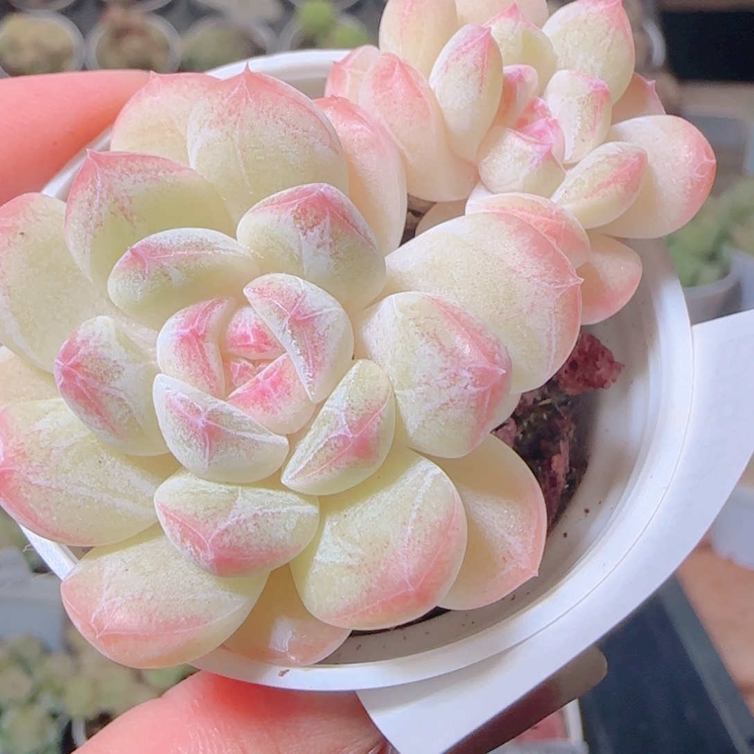 花语逸镜1109-409白桃汽水