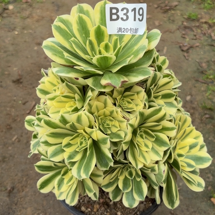 瑞妈多肉园艺，319迈