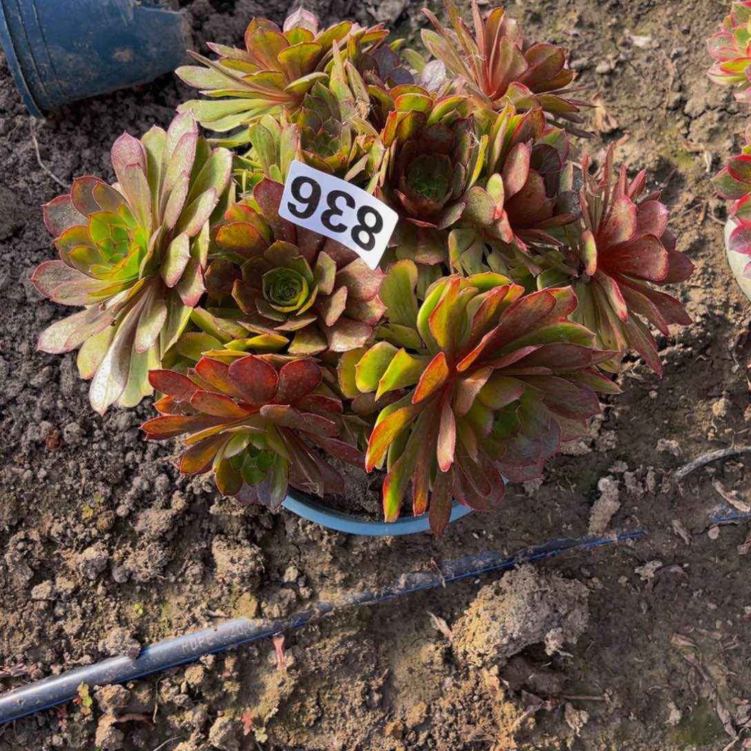 七彩万圣节16///////4包邮