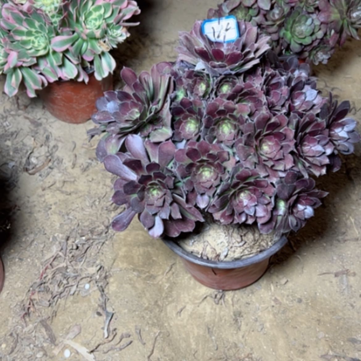 【闪购商品】多肉植物何兰14