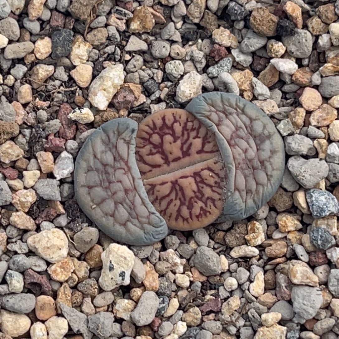 6720粗红纹线招福一颗