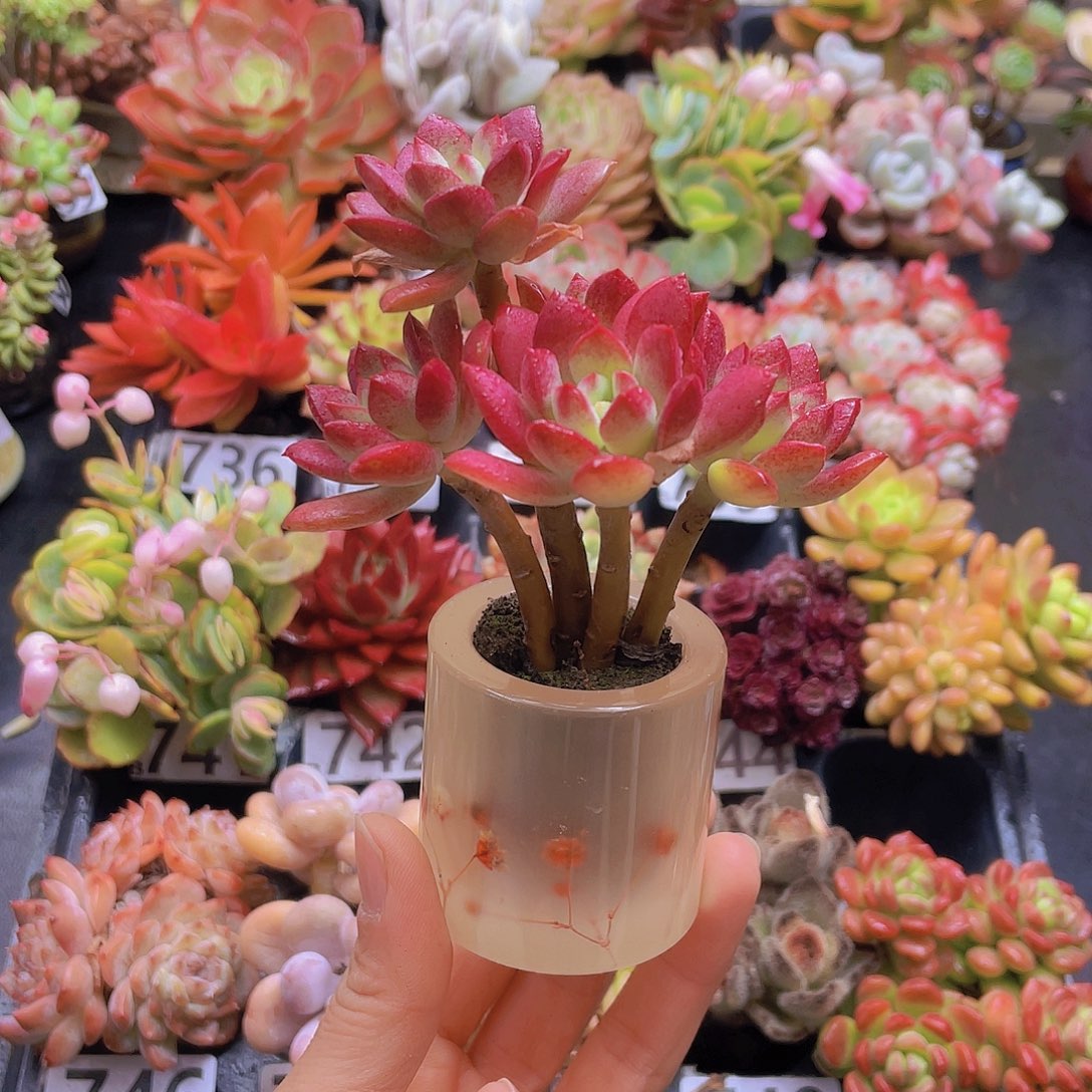 穿***冰花钱花钱花钱花钱花钱