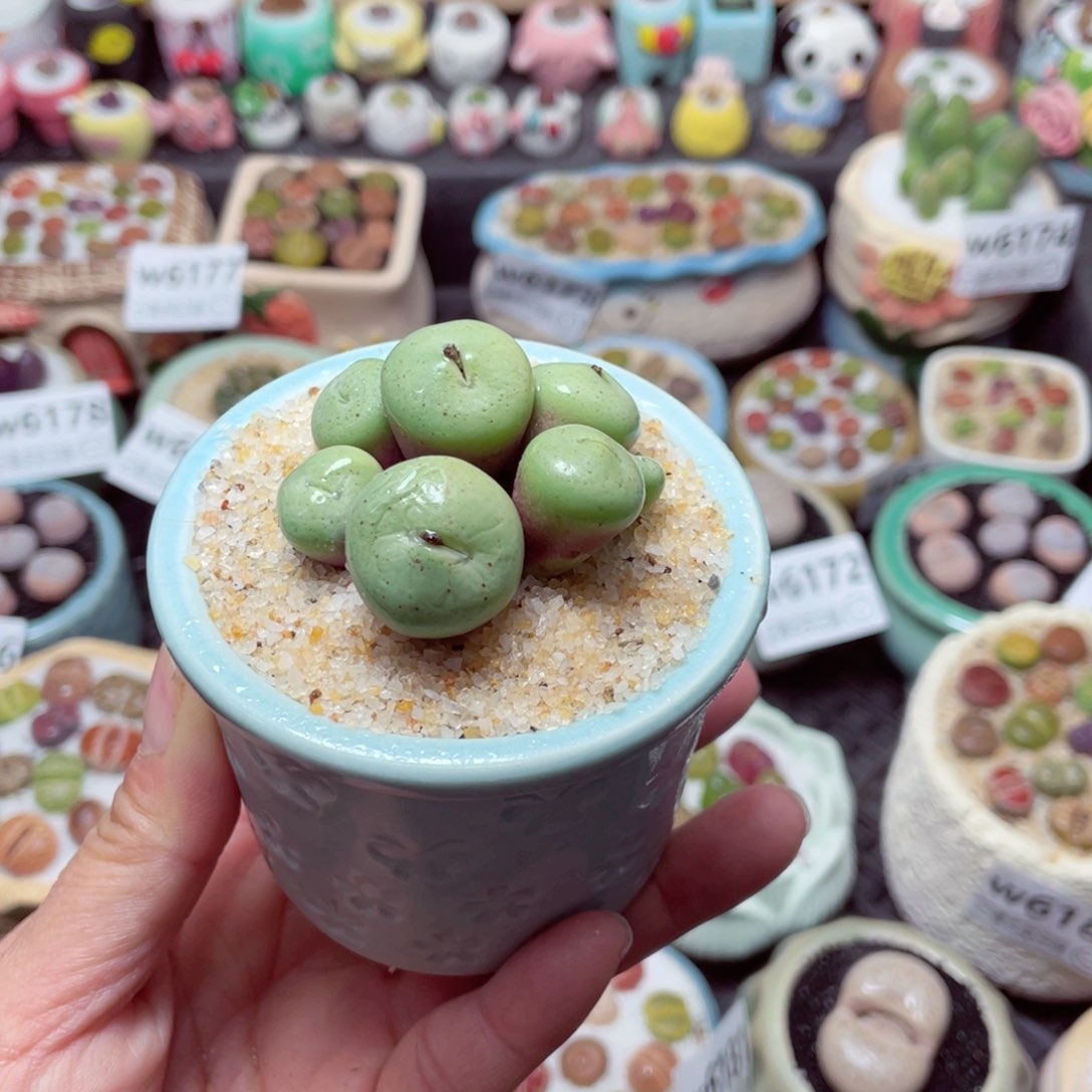 w6185 带盆土发货-零下地区拍保温箱