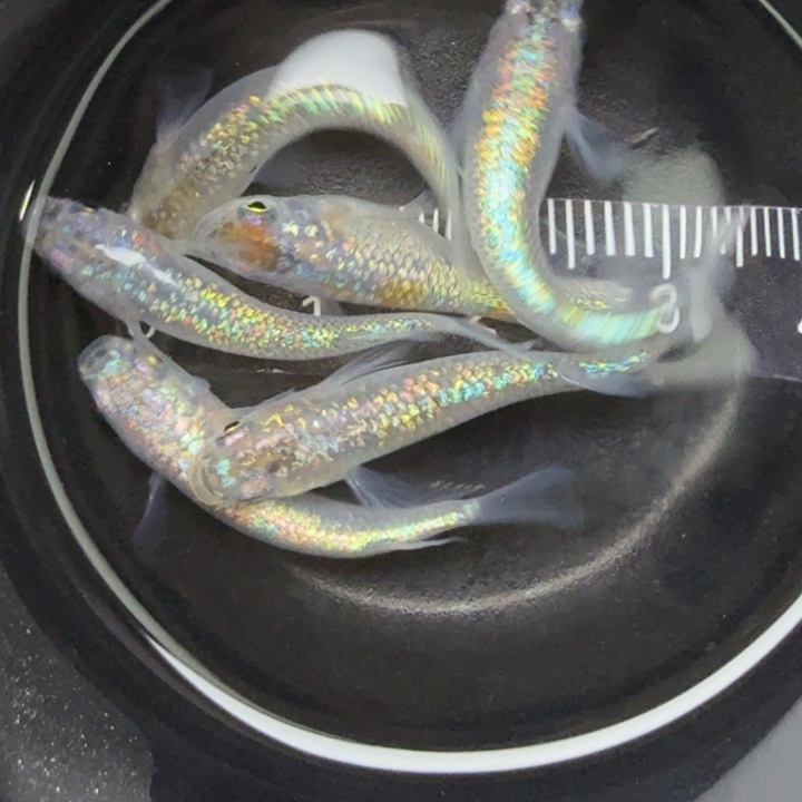 青鳉鱼海王星33号