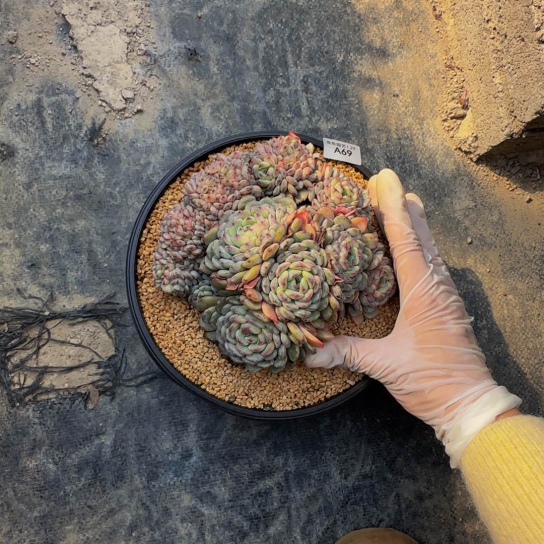 a 69白胖子缀有瑕疵