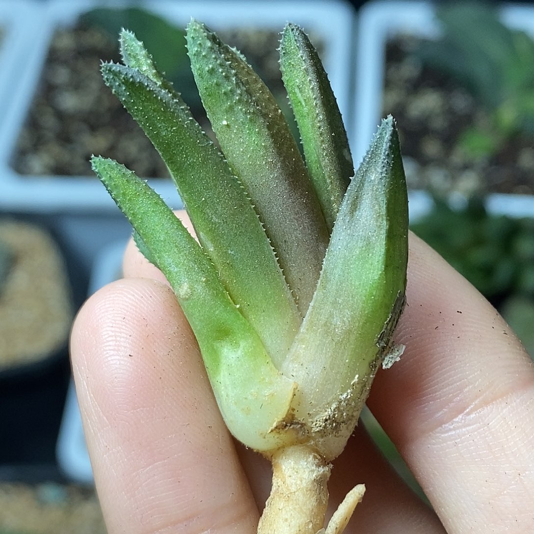 不带盆脱土裸根发货