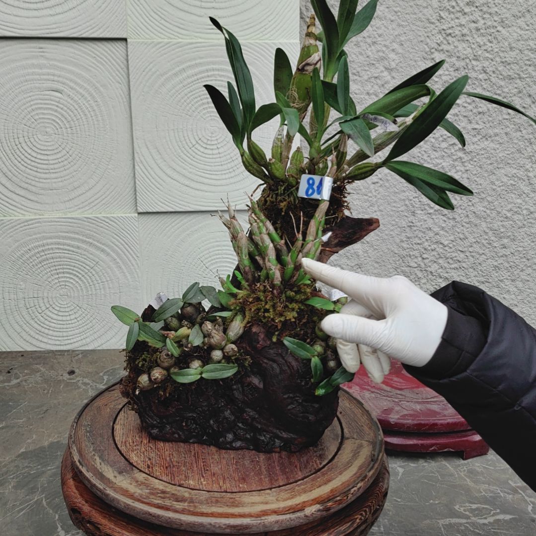 86鼓槌小美珍虫喉红花卉植物微景观