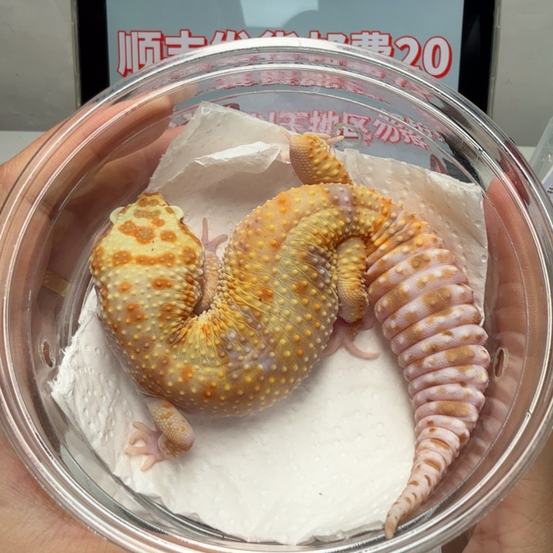 豹纹守宫红眼暴龙妹妹