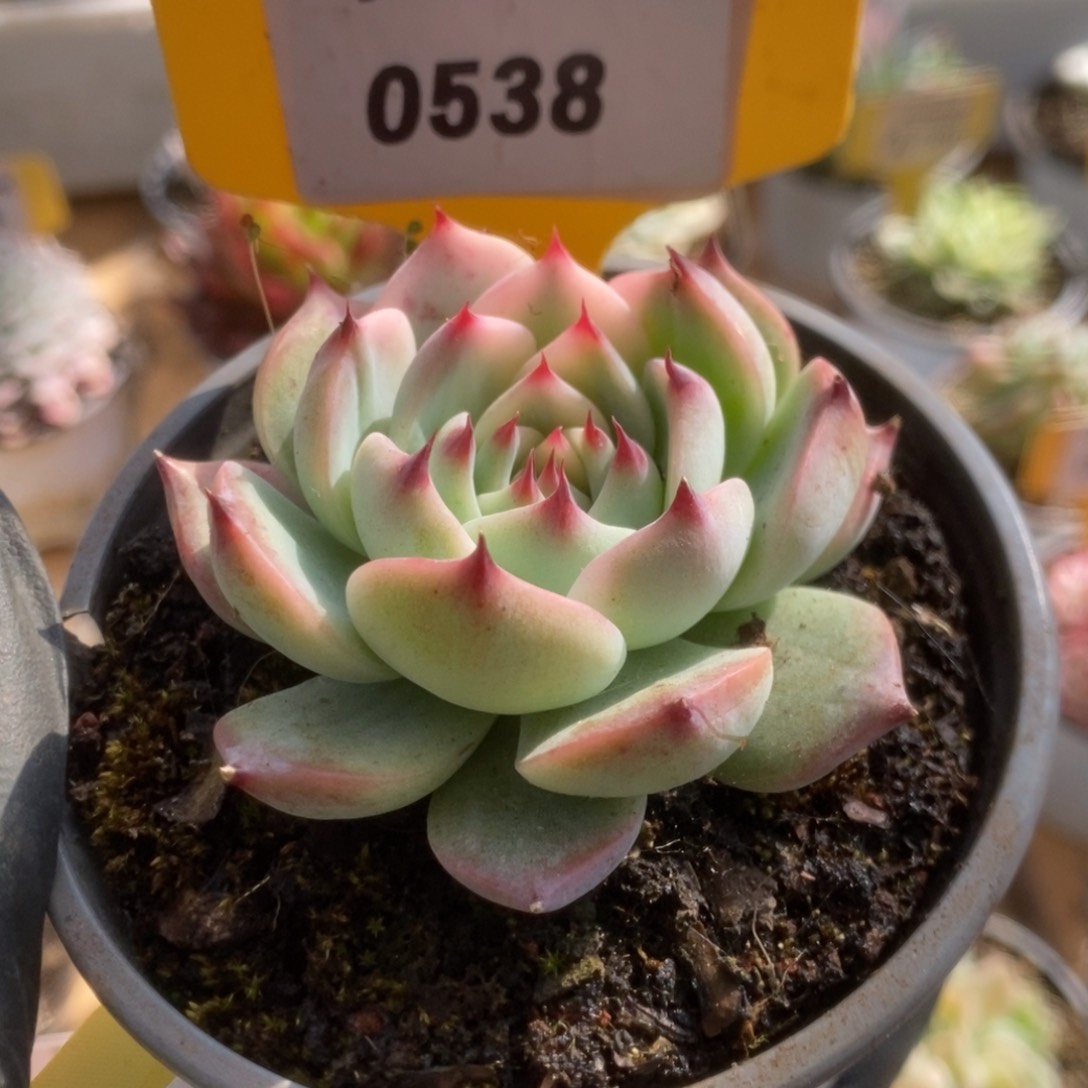 538吉娃娃锦锦锦锦锦