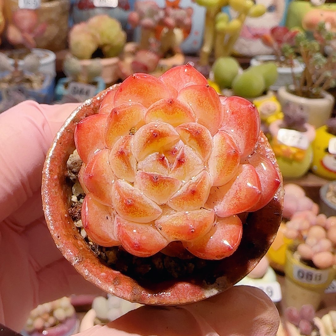 T红红糖心盆口3.5cm