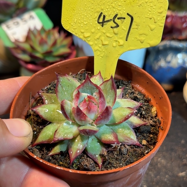 惊鸿一物一拍包装收缩花旱457