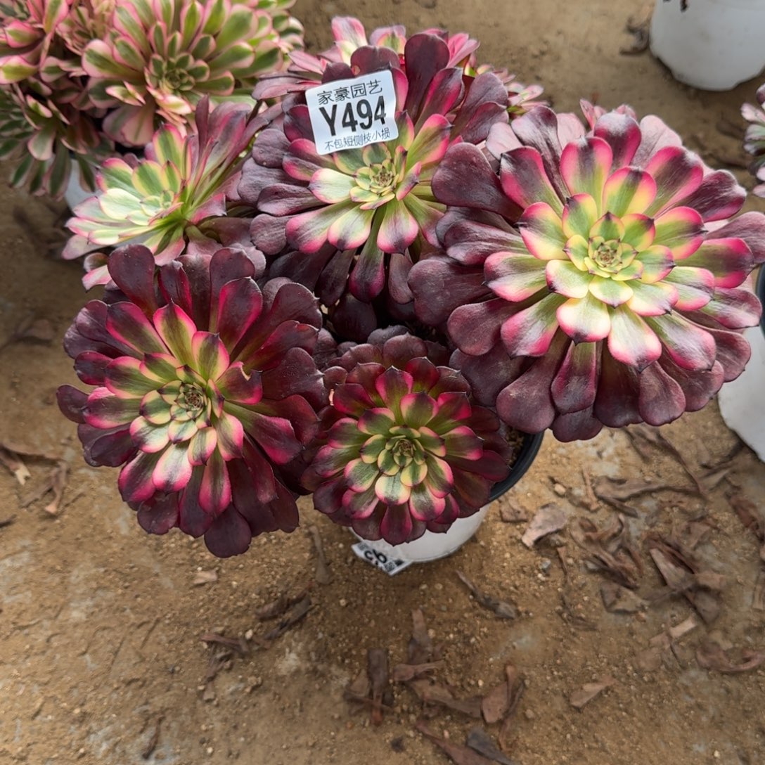 494美姬官服30左右2