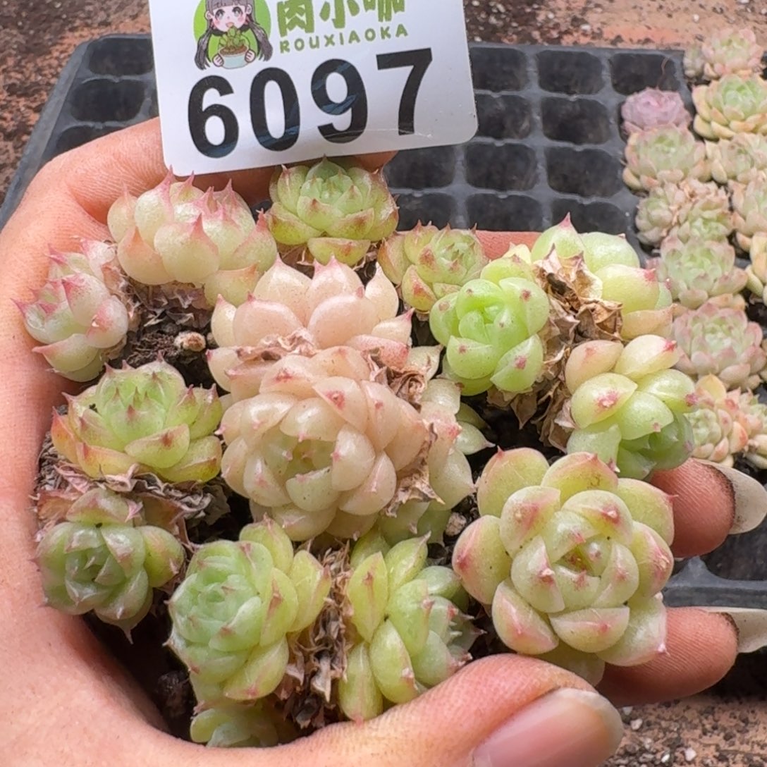 多肉植物多肉植物