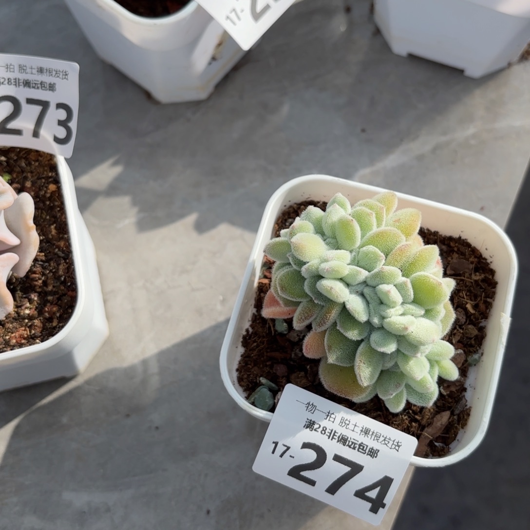 雪晃星多肉多肉多肉