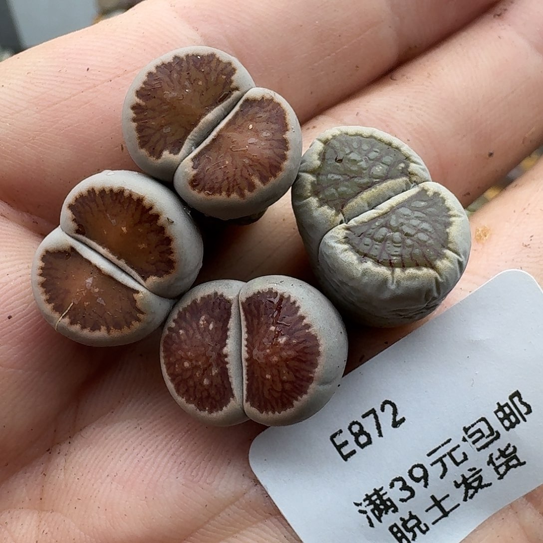 一***光872多肉哈哈哈哈哈哈哈哈哈