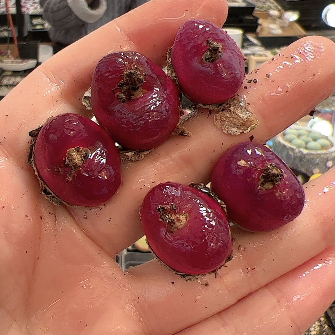 【闪购商品】169 车厘子x5