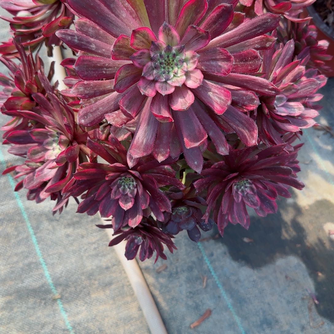 遇****店6920紫霞多肉多肉