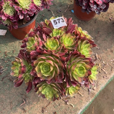 一**芳573韶华朵朵多肉，