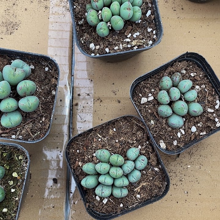 口笛群带盆土发货