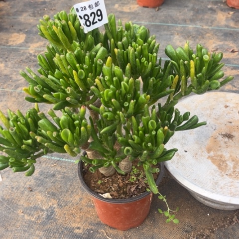 829吸财树不包断枝