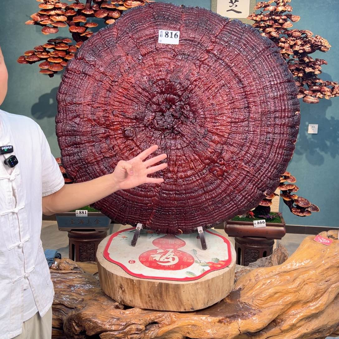 无花朵88888888888888