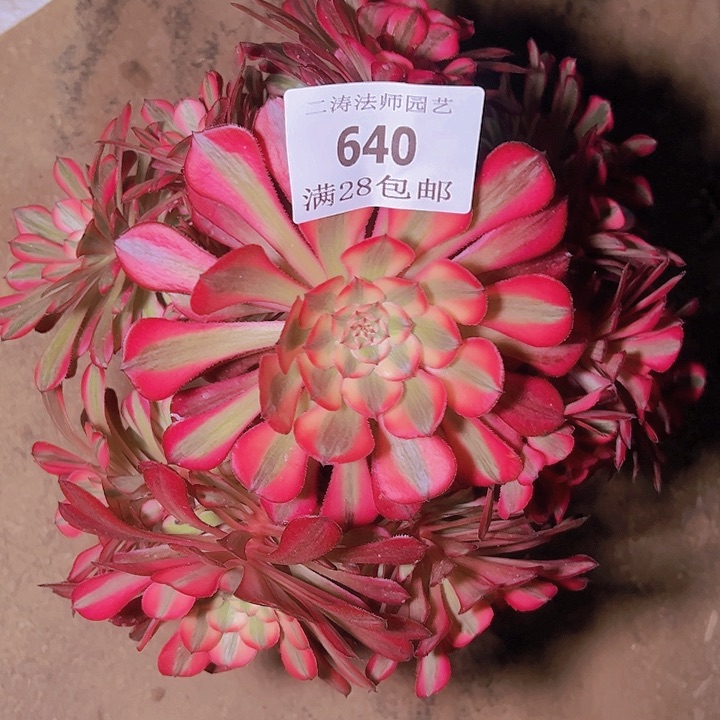 640红铜白多肉老桩