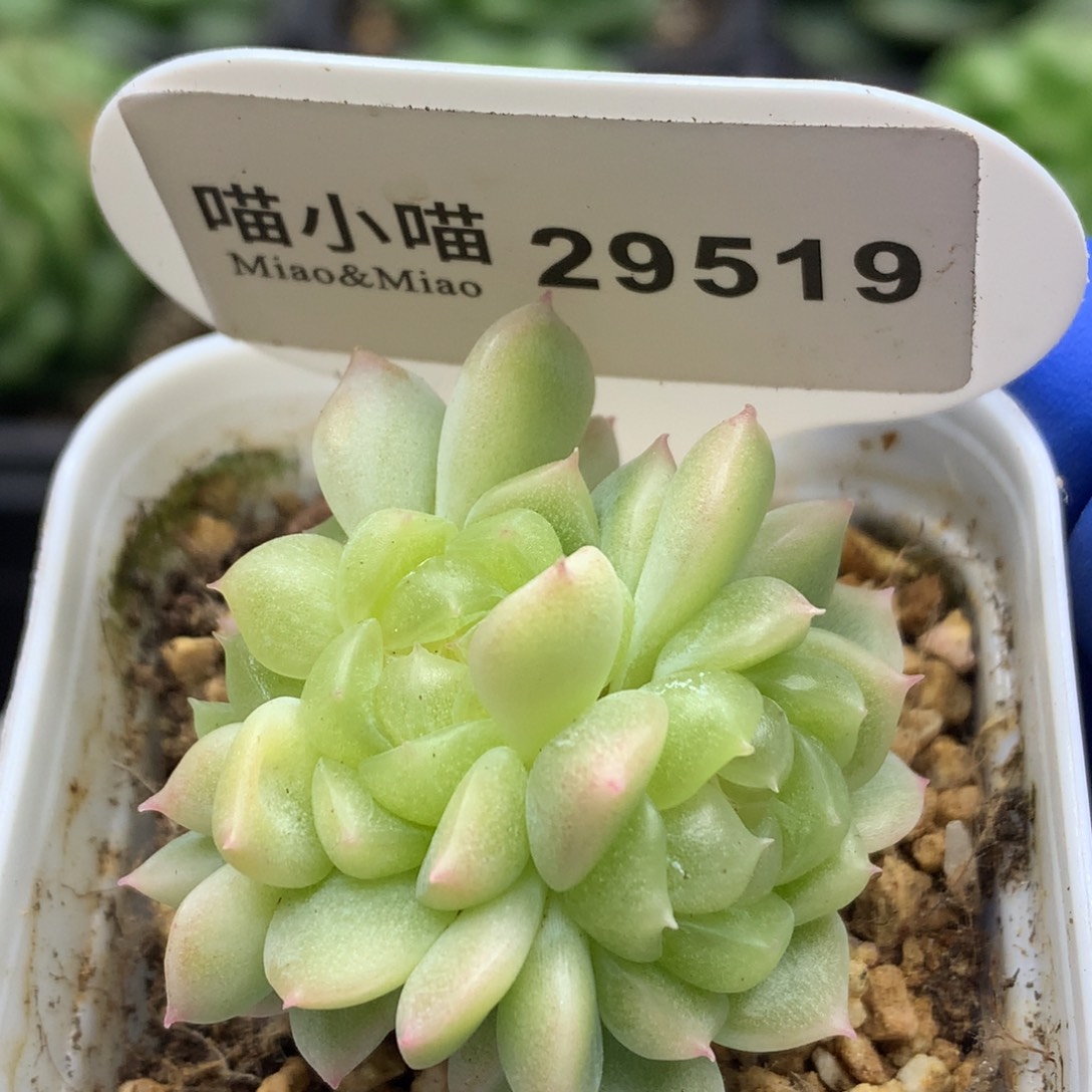 多肉植物杂交珍妮