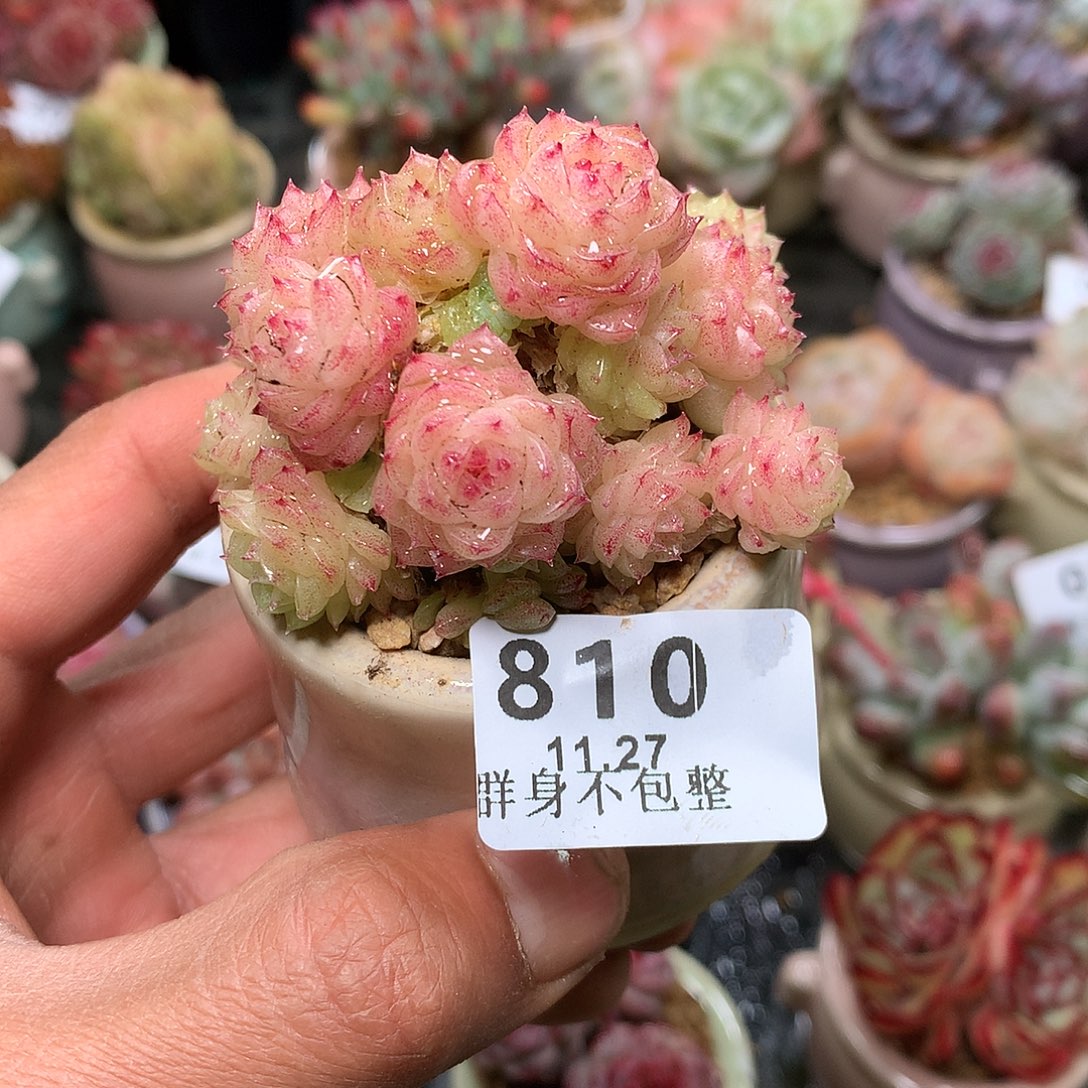 精控拇指盆11.27810