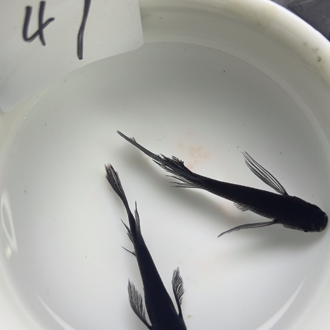 青鳉鱼49。       